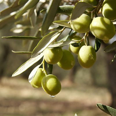 olive-on-tree2